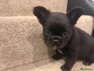 French Bulldog dogs Visual fluffy French bulldogs - Advert 3