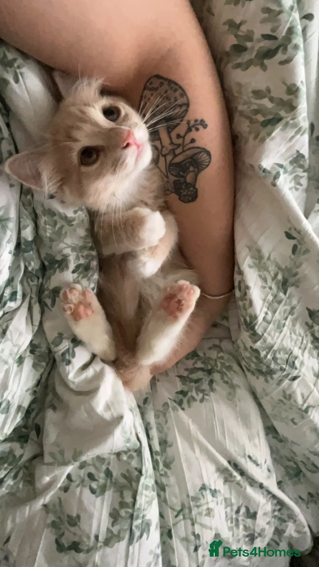 Mixed Breed cats for sale: male and female ragdoll mixes - Advert 7