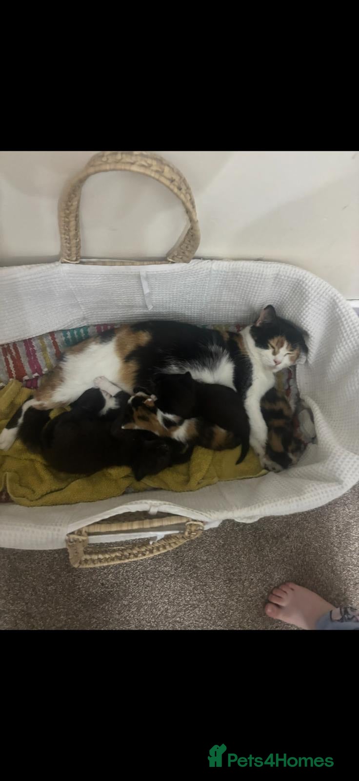 British Shorthair cats 2 kittens for sale in London - Advert 1