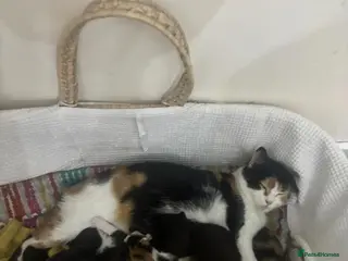 British Shorthair cats 2 kittens for sale in London - Advert 1