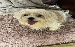 Cavapoo dogs for adoption: Buddy - Hingham Norfolk  - Image 1