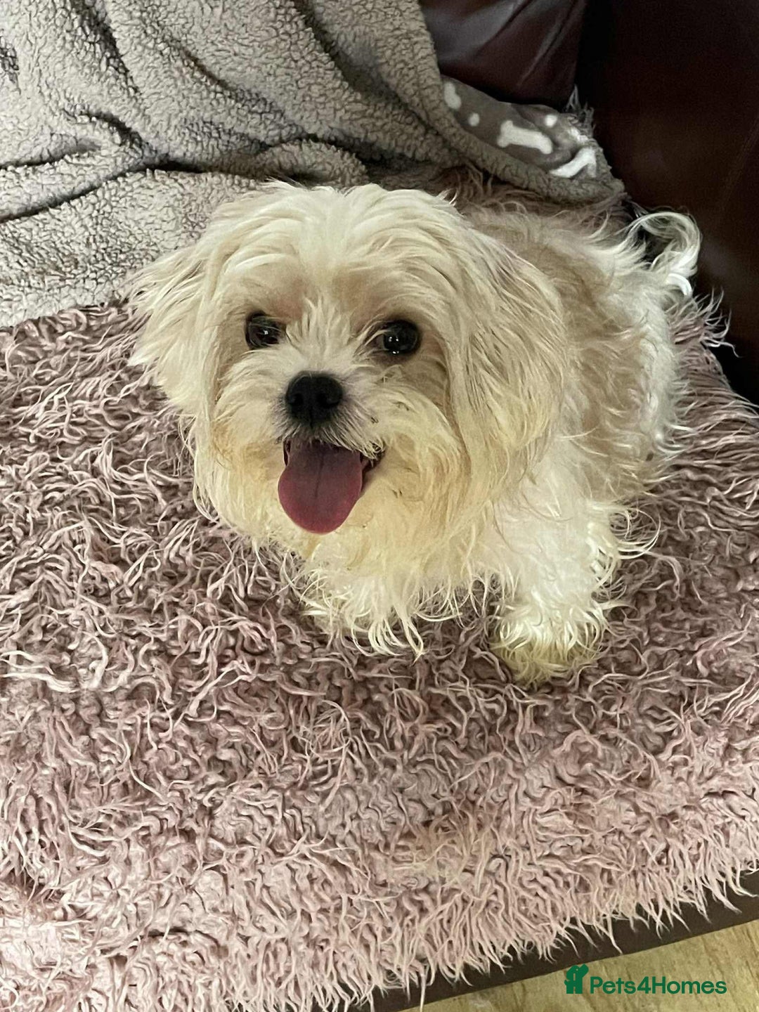 Cavapoo dogs for adoption: Buddy - Hingham Norfolk  - Image 1