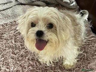 Cavapoo dogs - Advert 1