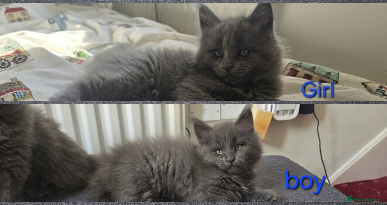 Maine Coon cats Maine coon kittens  - Advert 5