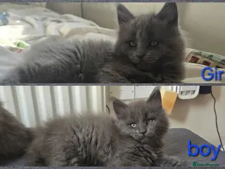 Maine Coon cats Maine coon kittens - Advert 5