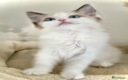 Ragdoll cats for sale: GCCF Champion Line Pedigree Ragdoll Kittens - Image 1