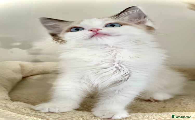 Ragdoll cats - Advert 12