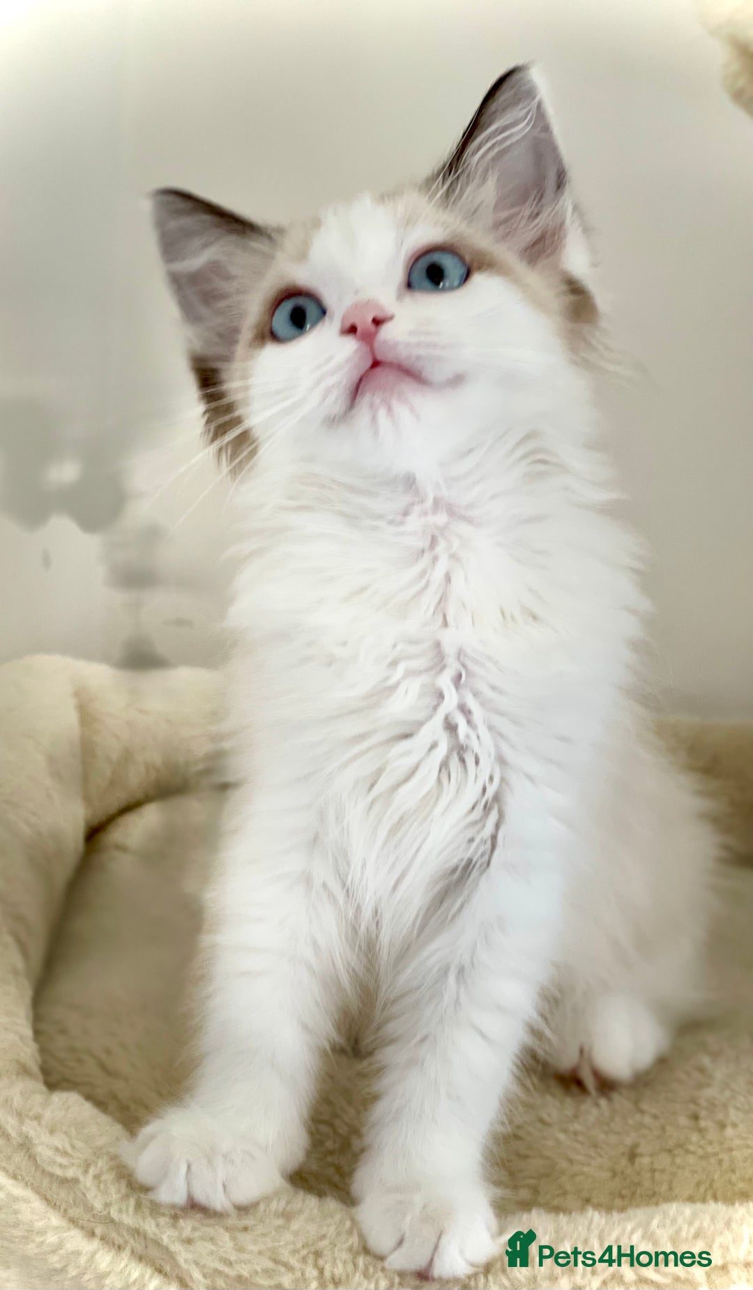 Ragdoll cats for sale: GCCF Champion Line Pedigree Ragdoll Kittens - Image 1