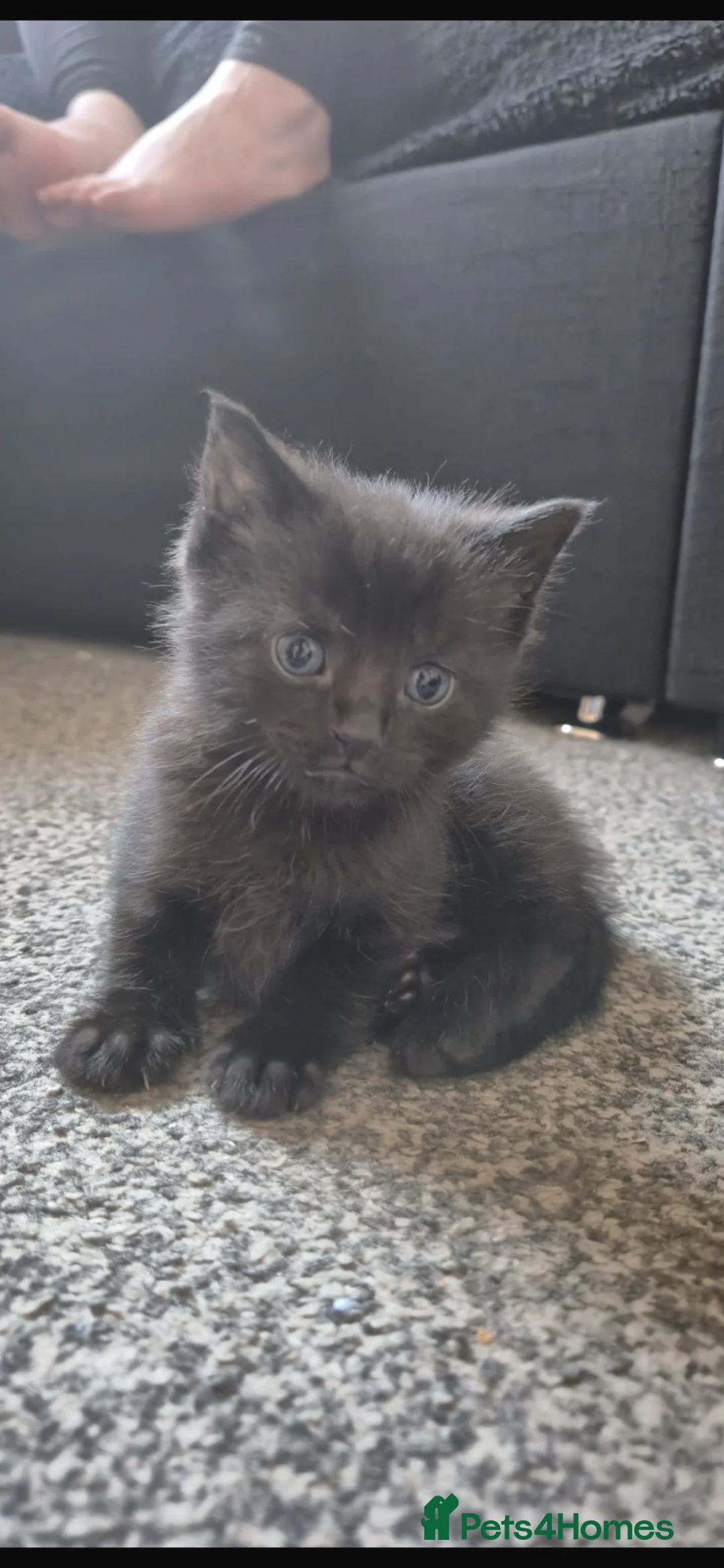 Mixed Breed cats for sale: Beautiful 2 male 2 female kittens  - Advert 2