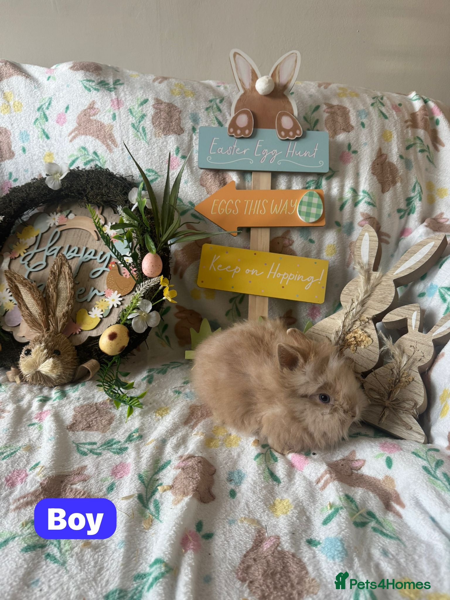 Lionhead rabbits ✨ READY TO LEAVE NOW- Lionhead Bunnies for sale ✨  - Advert 8