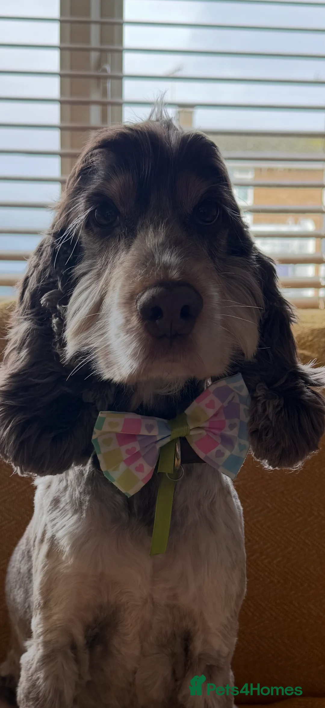 Cocker Spaniel dogs for sale: Bonnie - Advert 2