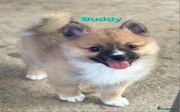Pomsky dogs for sale: Ready now -Stunning F4 Pomskies, 6kg as adults  - Image 6