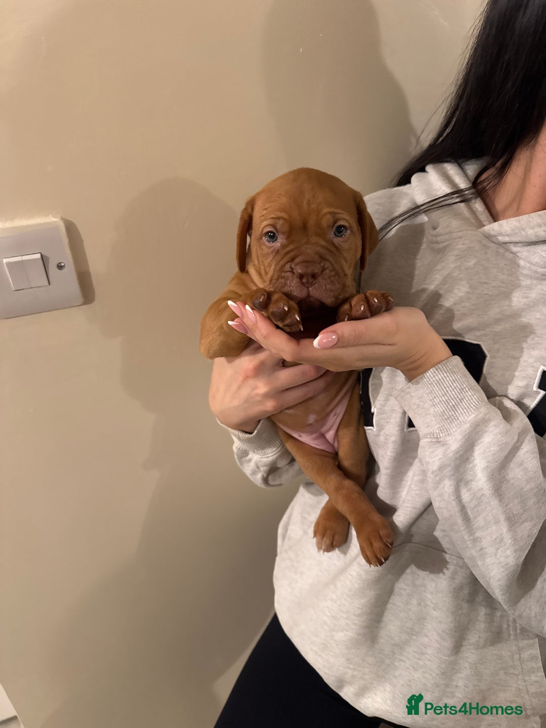 Dogue De Bordeaux dogs for sale: Dogue de Bordeaux pups for sale - Advert 5