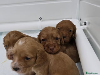 Cocker Spaniel dogs Working Cocker spaniel puppies - Advert 1