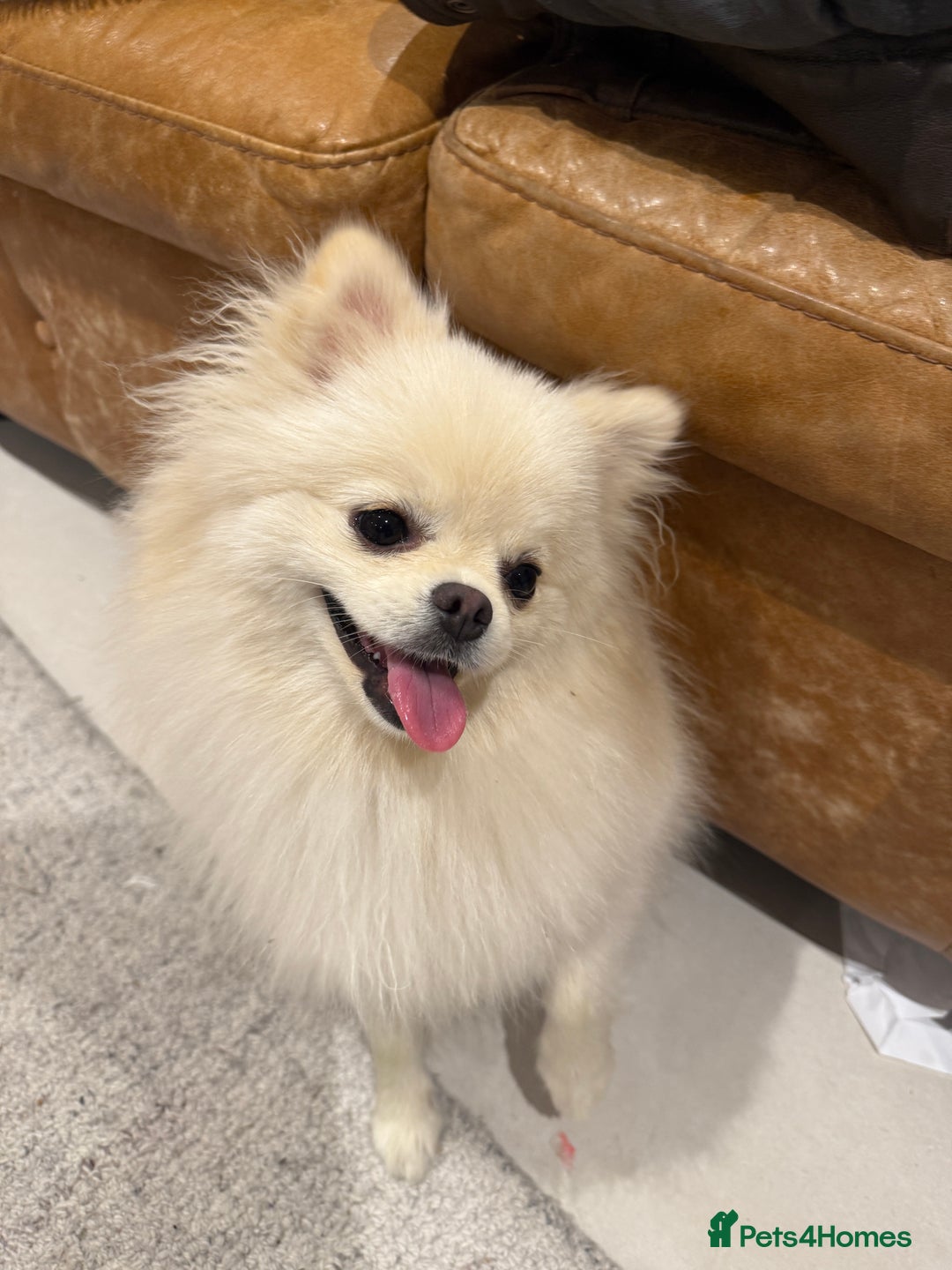 Pomeranian dogs for sale: 🐶🩷White female Pomeranian🐶🩷 - Image 5