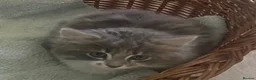 Mixed Breed cats for sale: Beautiful fluffy grey kittens - Advert 4