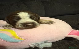 Cockerdor dogs for sale: Cockerdors  - Advert 7