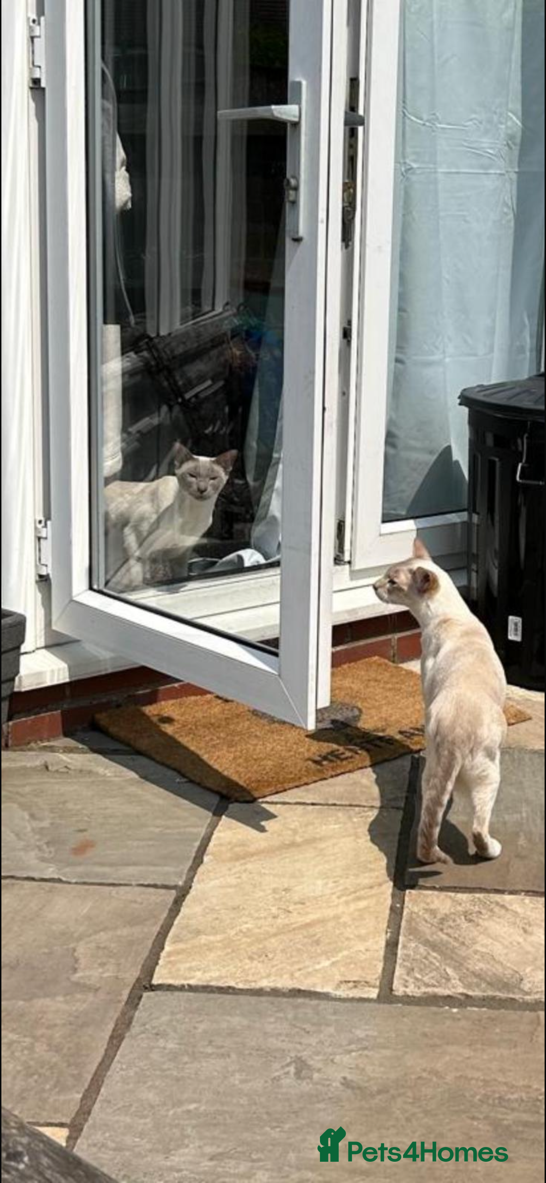 Siamese cats for sale: 2x bonded Siamese cats 7yo - Advert 5