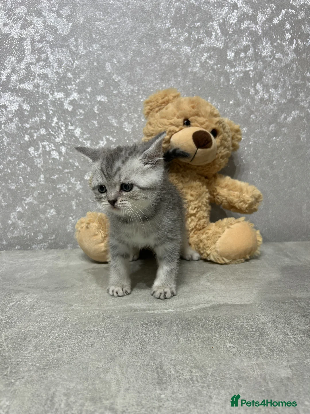 British Shorthair cats for sale: British Shorthair Silver Tabby Kittens – £700 in Grays - Advert 2
