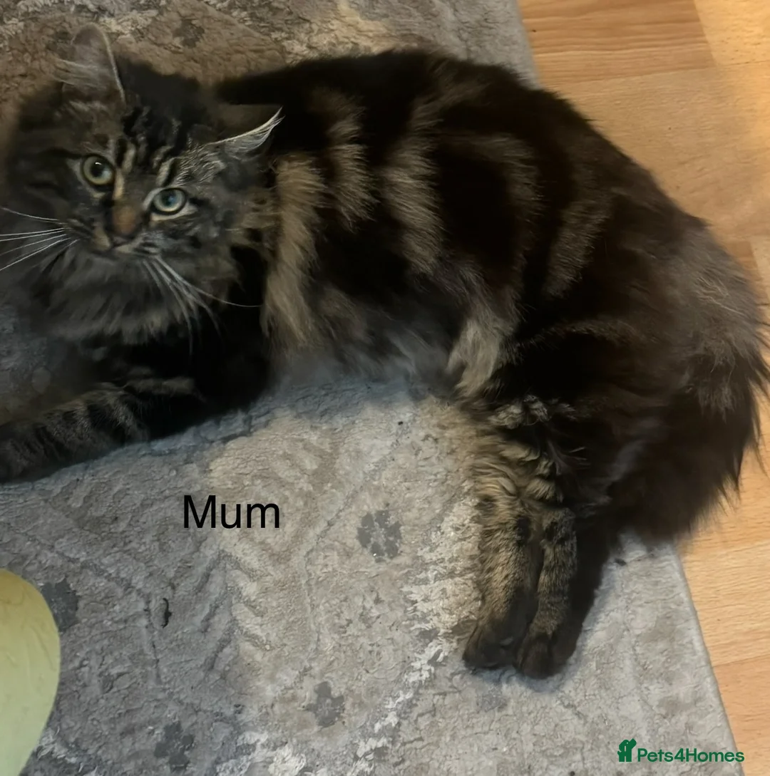 Mixed Breed cats for sale: 3 Beautiful Kittens — Ready for Loving Homes in Mitcham - Advert 2