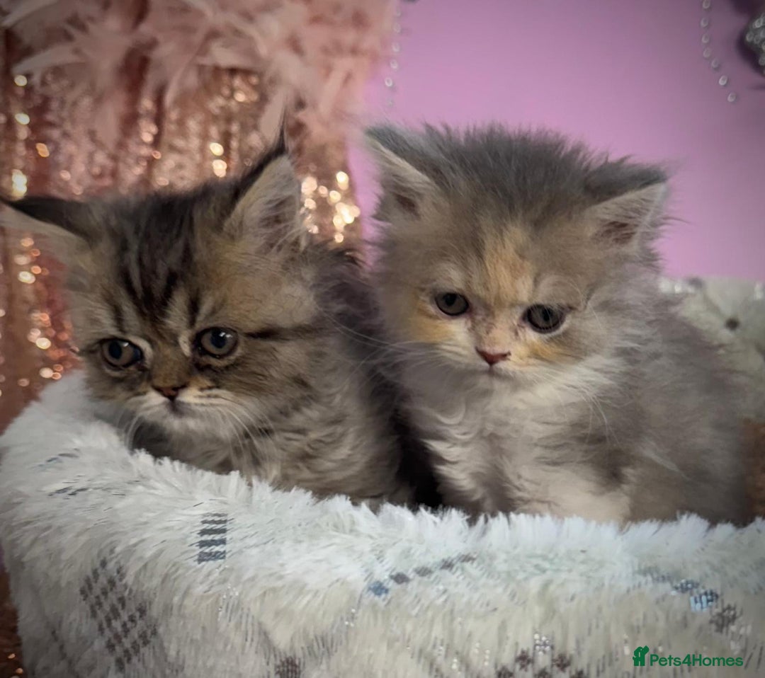 Persian cats for sale: Doll faces Persian ❌  - Image 3