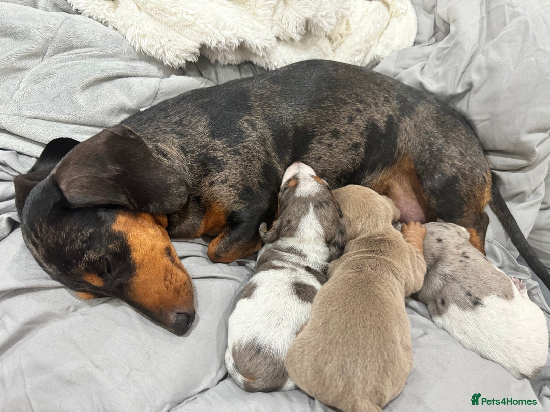 Miniature Dachshund dogs for sale: Miniature dachshund puppies - Image 17