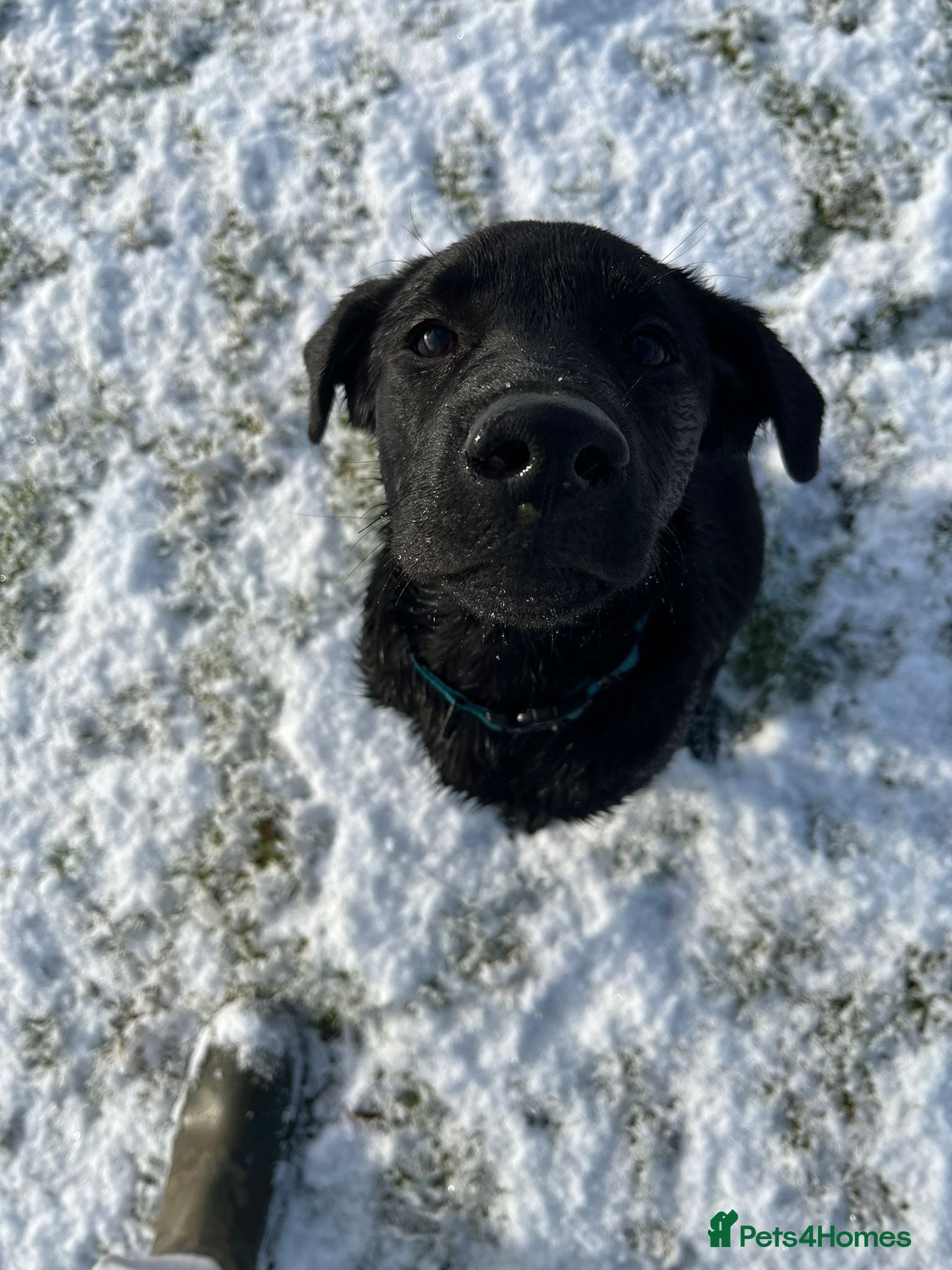 Labrador Retriever dogs Beautiful Labrador girl - Advert 1