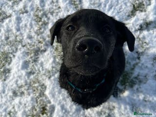 Labrador Retriever dogs Beautiful Labrador girl - Advert 1