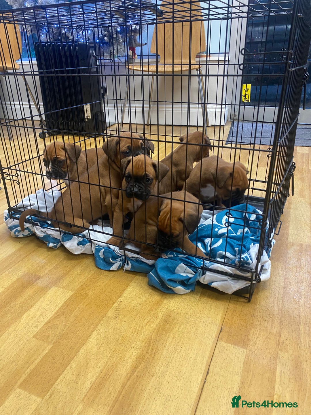 Boxer dogs for sale: Beautiful boxer puppies for sale  - Advert 6