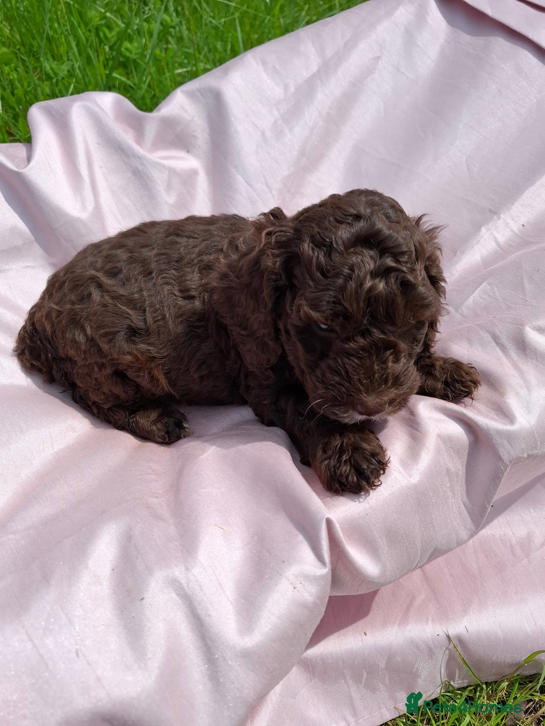 Cockapoo dogs for sale: Beautiful Cockapoo Puppies  - Image 12