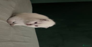 British Shorthair cats - Advert 2