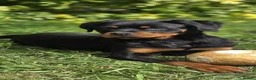 Rottweiler dogs for sale: KC Top ROTTWEILER Puppies , German blood - Advert 12