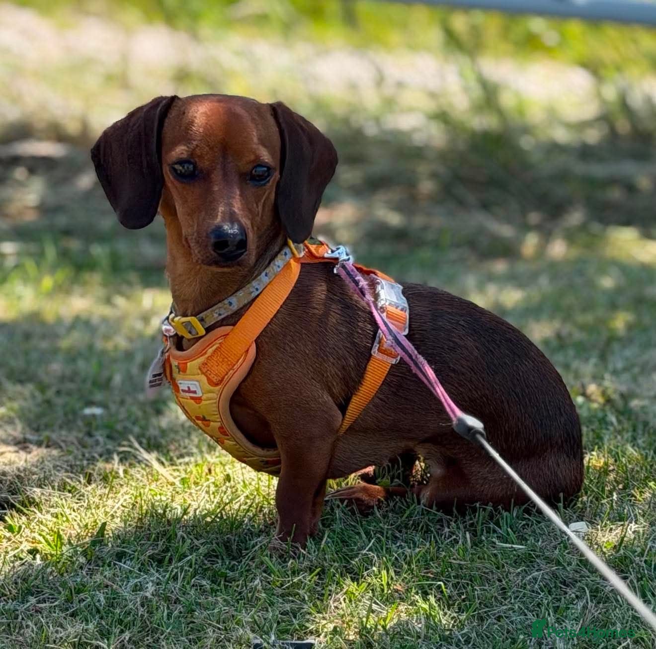 Miniature Dachshund dogs Daisy  - Advert 2