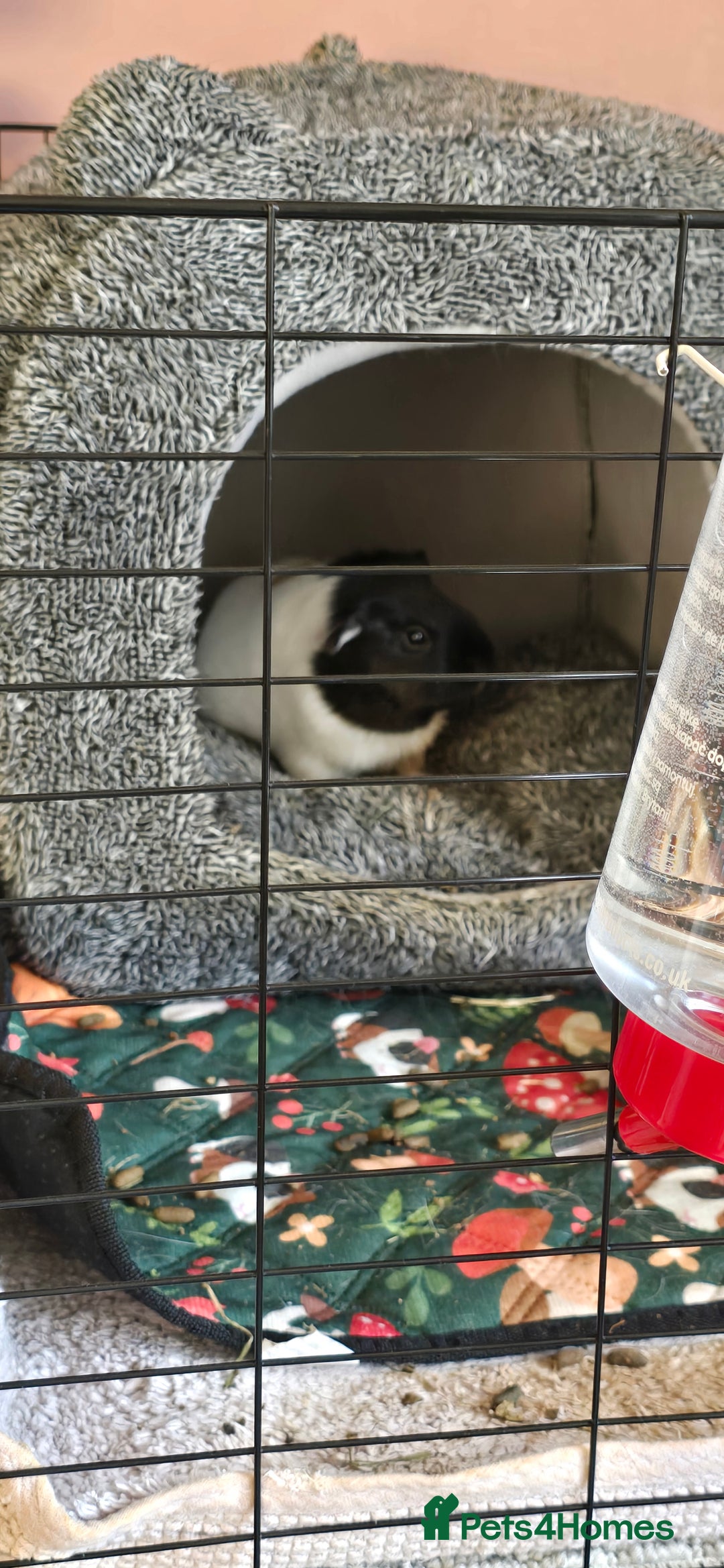 Guinea Pig rodents for sale: Full indoor set up and 6 pigs  - Advert 4