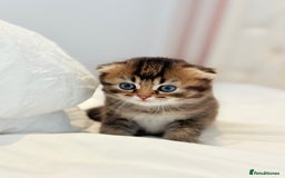 Scottish Fold cats for sale: Half Scottish half British short hair  in London - Image 25