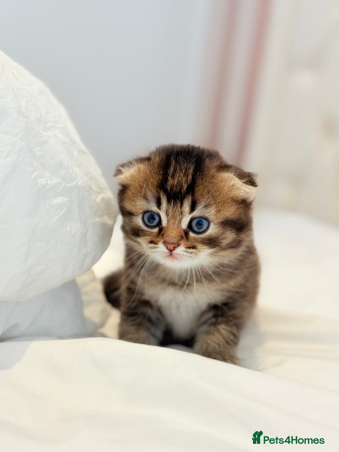 Scottish Fold cats for sale: Half Scottish half British short hair  in London - Image 25