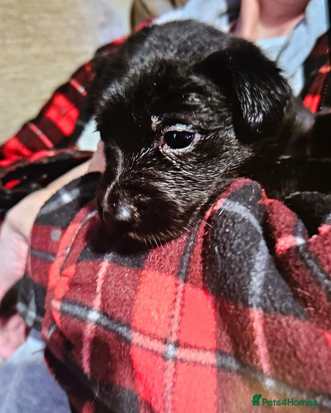 Mixed Breed dogs for sale: Collie x Labrador - 3 Girls left - Advert 7
