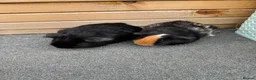 Guinea Pig rodents for sale: Two pairs of guinea pigs  - Advert 8