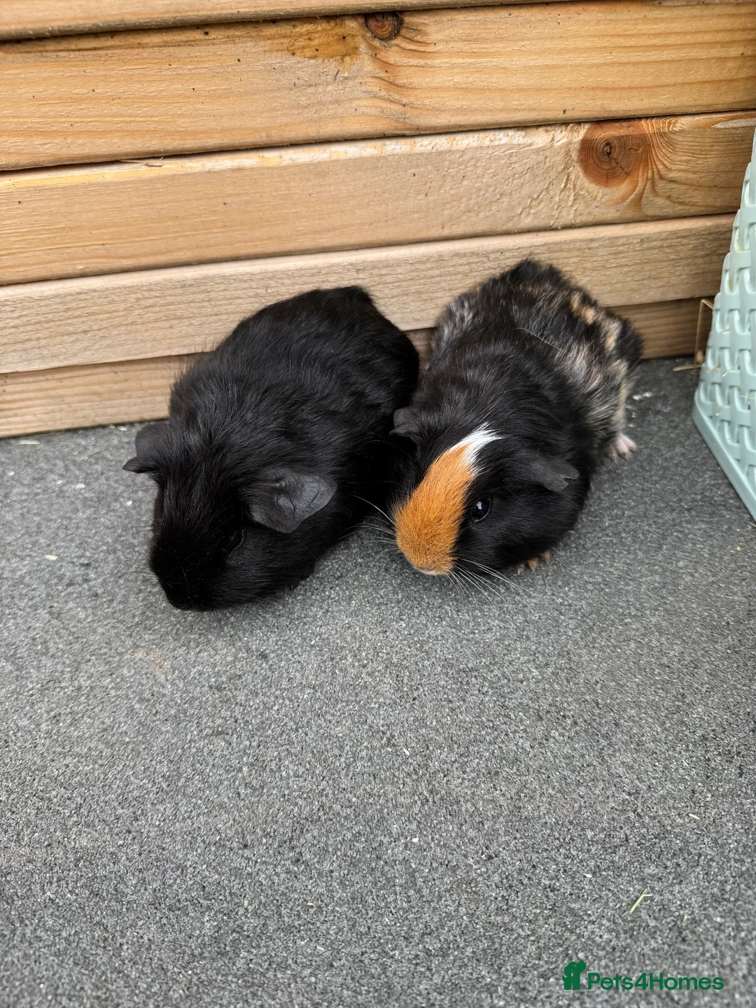 Guinea Pig rodents for sale: Two pairs of guinea pigs  - Advert 8