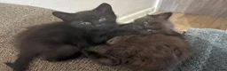 Mixed Breed cats for sale: 2 beautiful babies  - Advert 2
