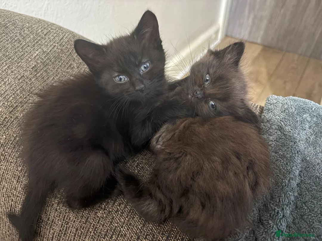 Mixed Breed cats for sale: 2 beautiful babies  - Advert 2