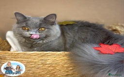 British Longhair cats for sale: British longhair girl reduced to help find home - Image 8