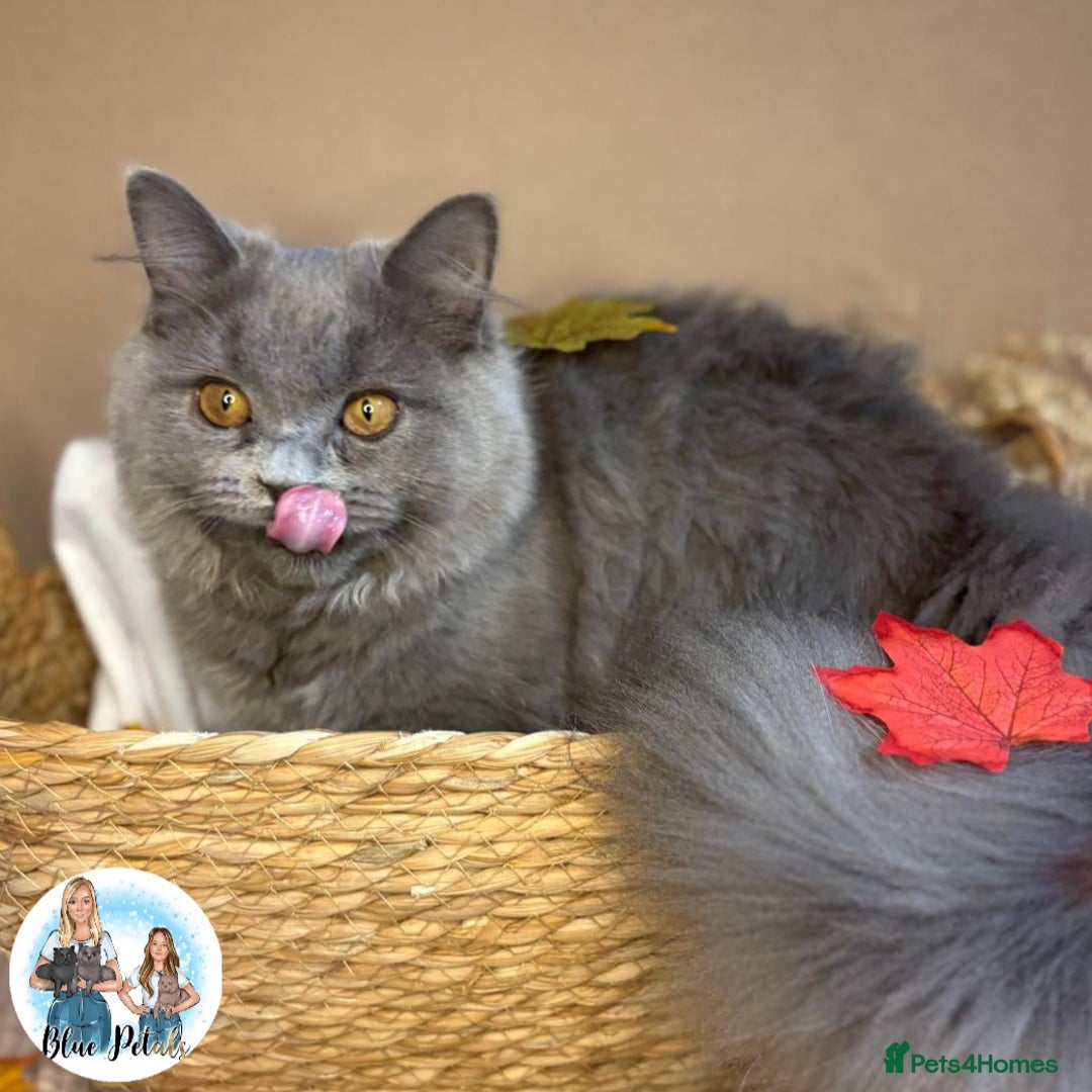 British Longhair cats for sale: British longhair girl reduced to help find home - Image 8
