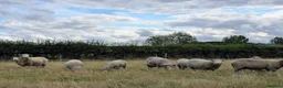 Sheep livestock for sale: Merino sheep - Advert 5