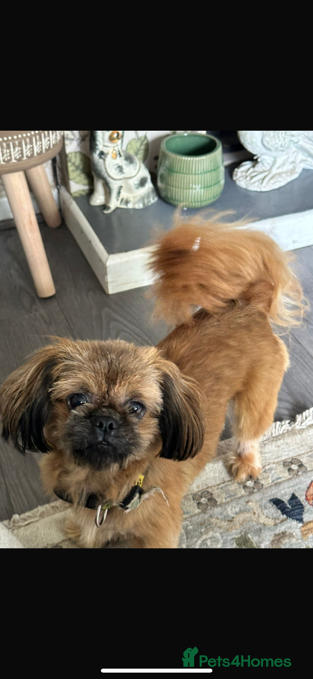 Shih Tzu dogs for sale: 2 female Shih tzu - Image 7