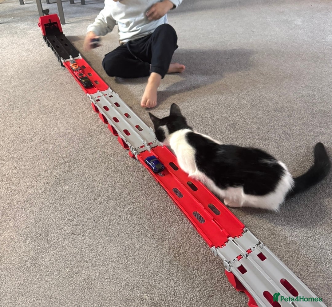 Mixed Breed cats for sale: Masiy and Milo (brother and sister)  - Advert 5