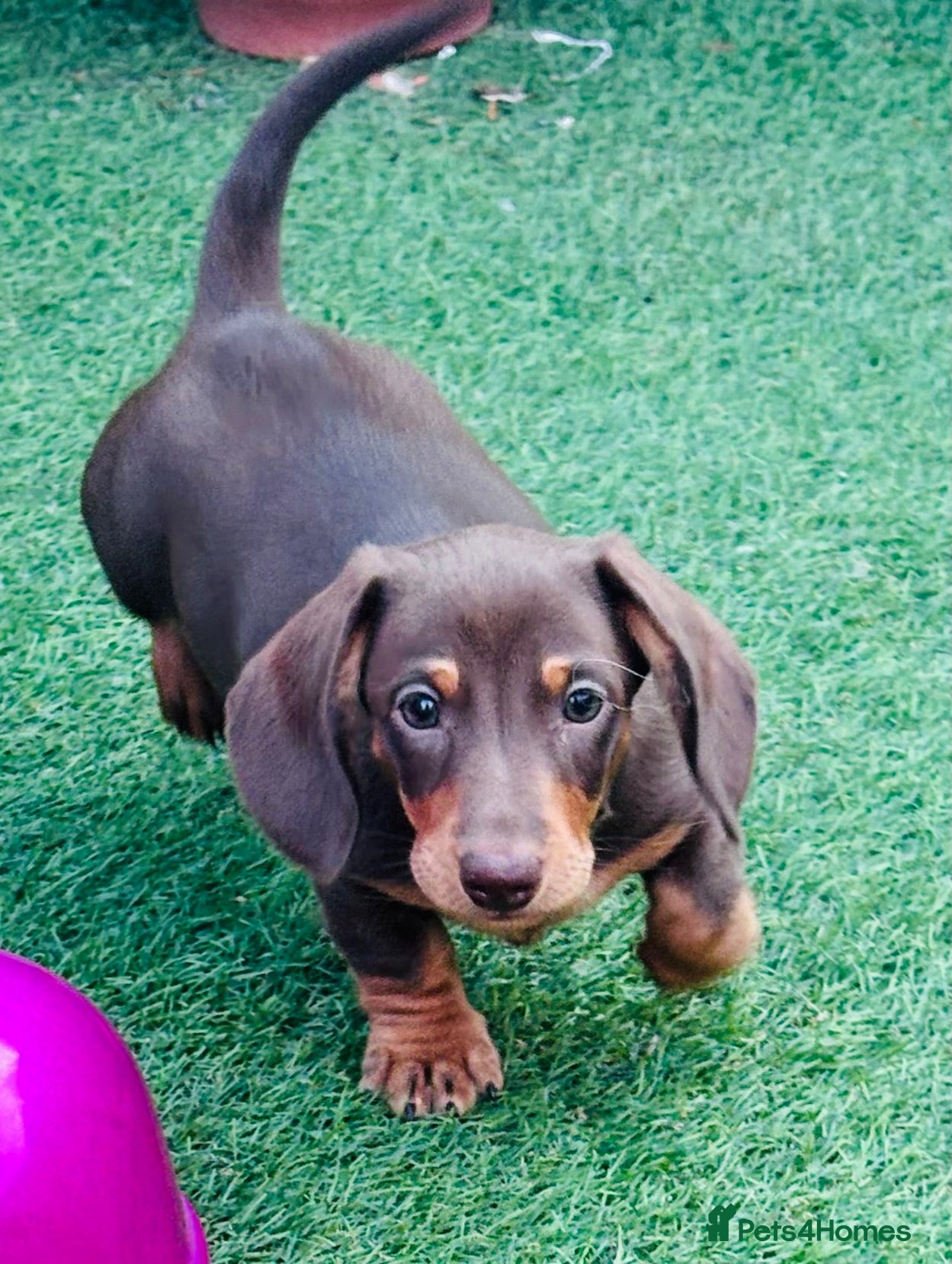 Miniature Dachshund dogs Beautiful short coat dachshund puppies  - Advert 15