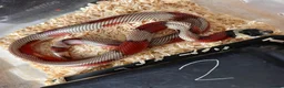 Snake reptiles for sale: Snakes for sale - hognose, milksnake, bullsnake - Advert 5