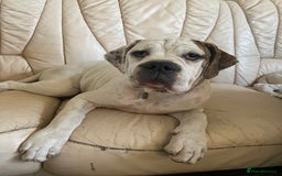 Mixed Breed dogs for sale: American bulldog puppies  in Great Yarmouth - Image 1
