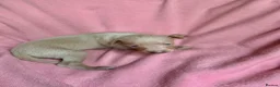 Italian Greyhound dogs for sale: KC Italian greyhound puppies East. Europ lineage - Advert 15
